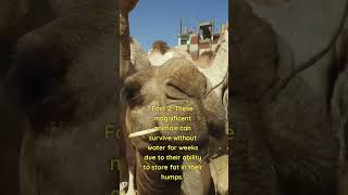 Camel Facts Incredible Adaptations and Surprising Abilities [upl. by Anitnerolf]