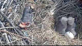 Redding Eagles  Third Chick Hatches 24 Mar 2021 [upl. by Laina]