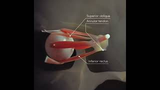 Extraocular muscles [upl. by Quincy]