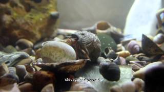 Pagurus Bernhardus Hermit Crab changes shell Slow motion at the end [upl. by Sufur977]