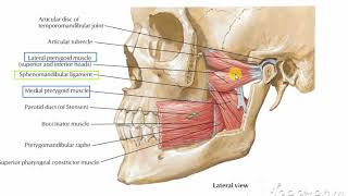 Sphenomandibular ligament [upl. by Gentes]