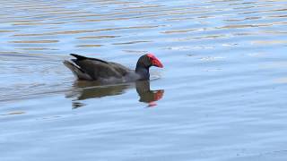 Swamphen sound [upl. by Iznil]