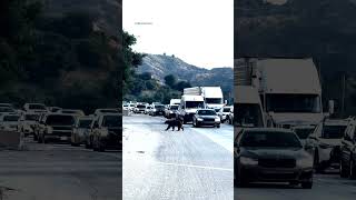 Bear halts traffic on LA freeway [upl. by Eladroc]