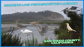 Birding Los Penasquitos Lagoon in San Diego County California [upl. by Neltiak249]