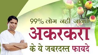 99 लोग नही जानते अकरकरा Anacyclus Pyrethrum के ये जबरदस्त फायदे  Acharya Balkrishna  6 Oct 2019 [upl. by Philippa]