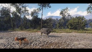 Ataque de Bufalos de agua en Nepal  theHunter Call of the Wild  COTW [upl. by Beera]