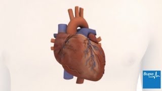 How the heart works  Bupa Health [upl. by Burck]