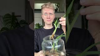 AlocasienUpdate 🌱 pflanze plants alocasia pflanzen plantcare indoorplants houseplants [upl. by Drewett]