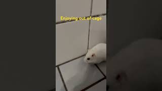 Hamster enjoying out of cage 🏃🏃 [upl. by Artap18]