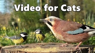 Videos for Cats to Watch  Forest Birds  Vögel  Oiseaux  Vogels  Fåglar  Aves [upl. by Phina316]