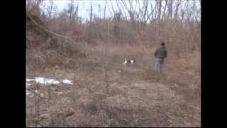 gundog training how to roll clip wing pigeon finds for 14 week old springer spaniel puppy [upl. by Raji]