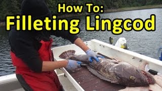 HOW TO FILLET LINGCOD  FISHING TIPS [upl. by Othello]