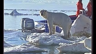 Polar bear hunting  and shot by Jan Guillou  a trophy hunter [upl. by Eyaf721]