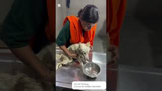 I carry death in my hands Kidney liver all finished Tick feverdoglover dog shorts viral yt [upl. by Padget]