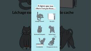 Tu as déjà vu un de ces symptômes chez ton chat  😿 chat santechat caats [upl. by Marcia794]