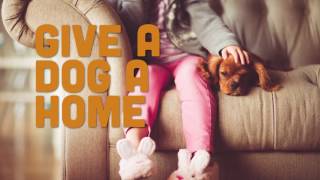 GIVE A DOG A HOME [upl. by Aibara]