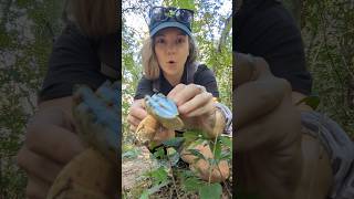 Gyroporus cyanescens  a blue staining bolete 💙🥰💙 mushrooms mushroomhunting mycology nature [upl. by Aryamo]