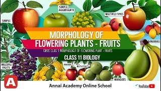 Mastering Fruits Unlocking the Morphology of Flowering Plants in Class 11 [upl. by Johnsson479]