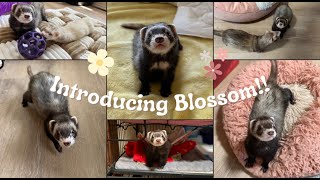 Rescuing a New Ferret  Meet Blossom  🌸🌼🌷 [upl. by Htebasil381]