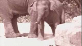 Rolo Elephant TV Advert [upl. by Elenore]