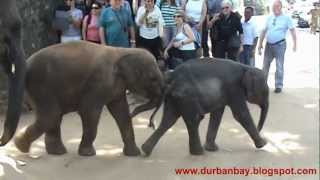 Pinnawala Elephant Orphanage Sri Lanka 2012 [upl. by Aynekal]