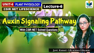 AUXIN SIGNALING PATHWAY  PHYTOHORMONEPART6 CSIR NETPLANT BIOLOGY [upl. by Ainna358]