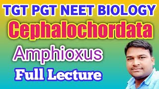 Subphylum Cephalochordata  Branchiostoma or Amphioxus or Lancelet full Lecture for TGT PGT NEET [upl. by Lyda]