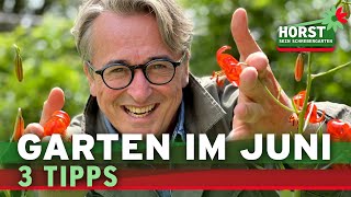 Das solltest du im Juni im Garten tun Lilien Flieder Bohnen  Horst sein Schrebergarten [upl. by Scarlett]