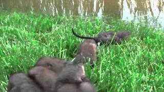 CUTE Baby Muskrats crying for their mom [upl. by Felicie659]