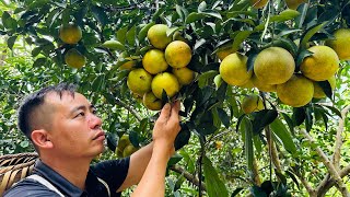 Widen the road to the farm Harvest oranges and bring them to market [upl. by Isabea]