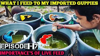 Episode 7  What i feed to my guppy  Guppy food  Live culture for fishes  தமிழில் [upl. by Virg83]