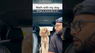 Mini Cockapoo Has to Think Hard About This Math Question 😳 [upl. by Estren777]