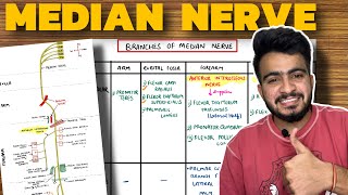 Median Nerve Anatomy  Course and Branches  Upper Limb Anatomy [upl. by Anialed]