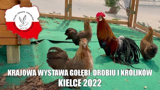 Krajowa Wystawa Gołębi Rasowych Drobiu Rasowego i Królików Kielce 2022 [upl. by Eicak801]