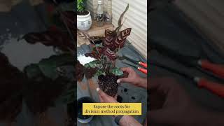 Calathea Makoyana Propagation How to propagate calathea Makoyana  Peacock Plant  Division Method [upl. by Nancie]