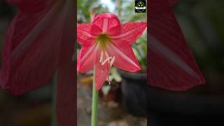 shortvideo Nurseryman Creative Crainum LillyampHippeastrum Reticulatum Pink Lily easypropagation [upl. by Htilil]