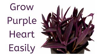 How to Grow Purple Heart from Cuttings  Tradescantia Pallida [upl. by Goeger29]