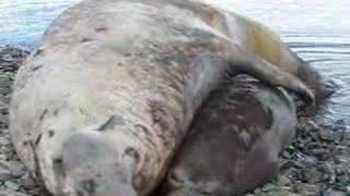 Elephant seals fighting mating and cute pups playing [upl. by Eened]