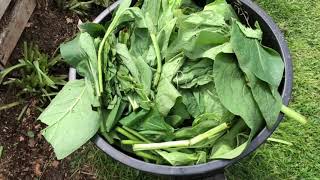 Making my own comfrey tea and wonderful carrots [upl. by Mcgaw]