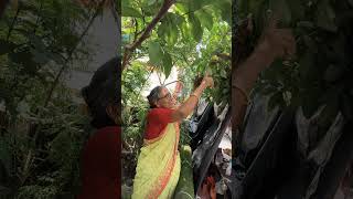 পেয়ারা গাছে ডালিম পেয়ারা দুটোই ফলাচ্ছি kitchengarden gardenharvest shortsvideo trending [upl. by Anu279]