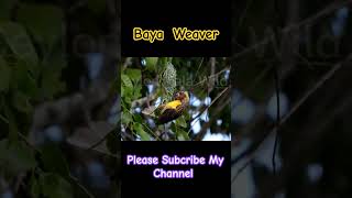 Baya Weaver ploceus philippines [upl. by Viola860]