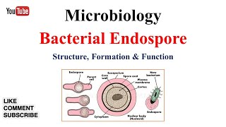 Bacterial Endospore [upl. by Cecilia919]