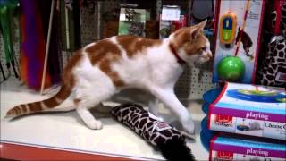 Stray cat is regular visitor to pet shop [upl. by Rollet]