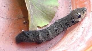 Caterpillar  Elephant hawk moth  Deilephila elpenor  Ranasvarmi  Fílasvarmi  Fiðrildi  Lirfur [upl. by Stoughton579]