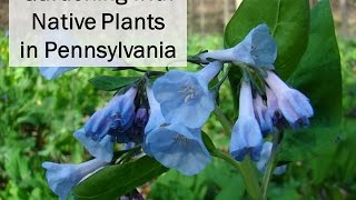 Gardening with Native Plants in Pennsylvania [upl. by Oigroeg563]