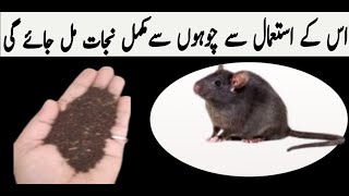 Quick Rat Killer  rat killer  rat killer home remediies  chuhe marne ka tarika  rat [upl. by Sulakcin]