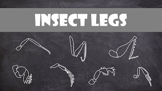 Insect Legs  Entomology [upl. by Sairahcaz]