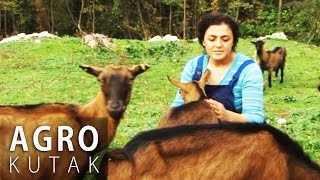 Agro kutak 8  Uzgoj koza i muznih krava [upl. by Amalbena705]