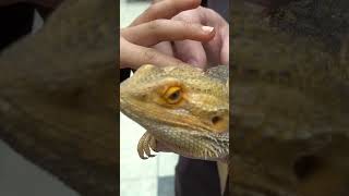 How Did Bearded Dragons Get Named [upl. by Rebane]