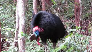 Southern Cassowary calling [upl. by Cony]